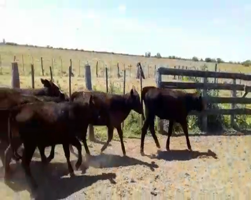 Lote Terneros/as en Monigotes, Santa Fe
