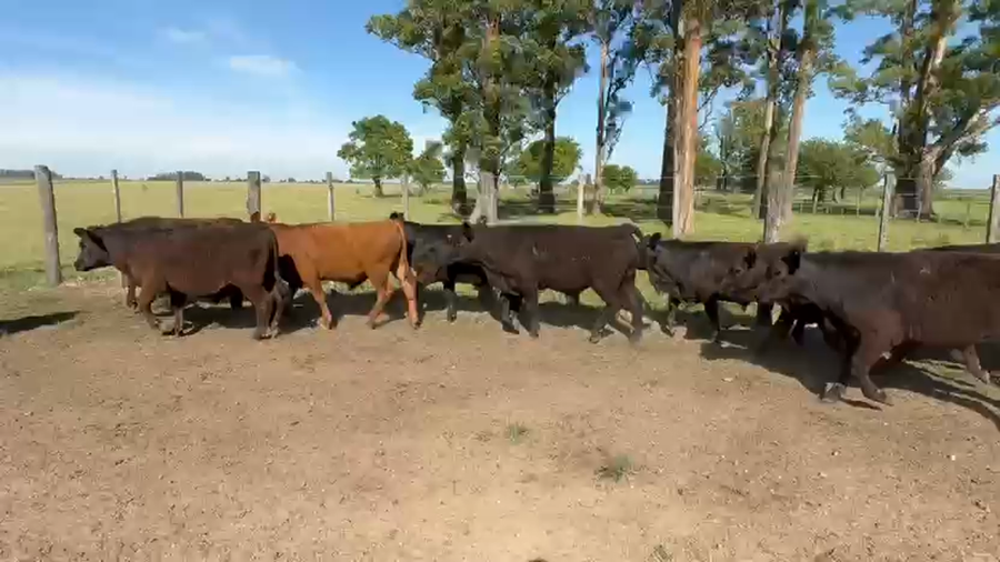 Lote 110 Terneros