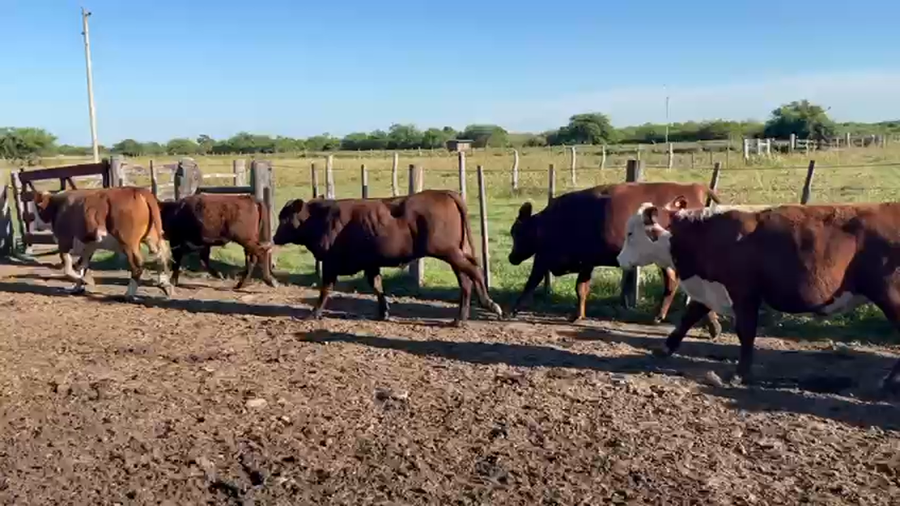Lote 64 Terneros