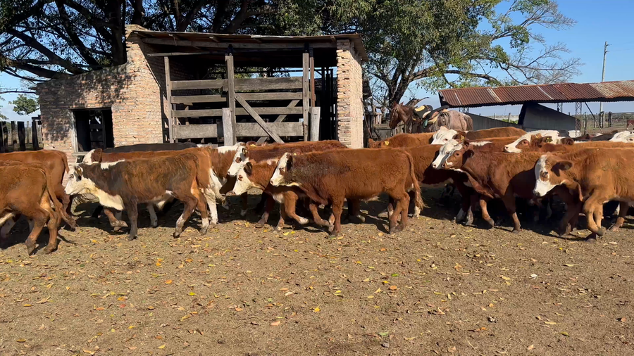 Lote 100 Terneros en Corrientes, San Roque