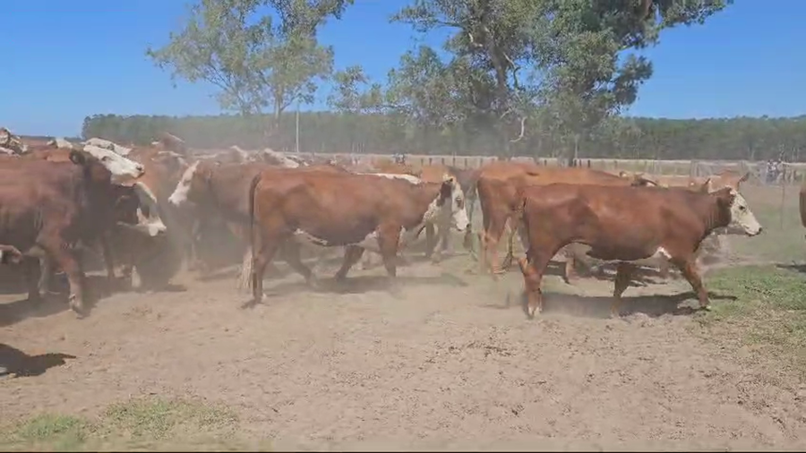 Lote 70 NOVILLOS BRAFORD EN ESQUINA, CORRIENTES