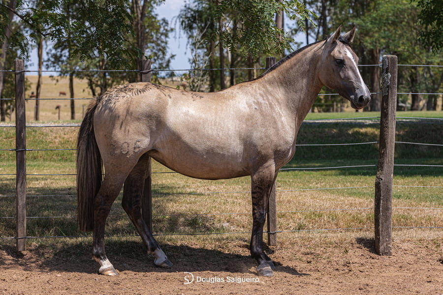 Lote OBRA PRIMA DE LA COLINA