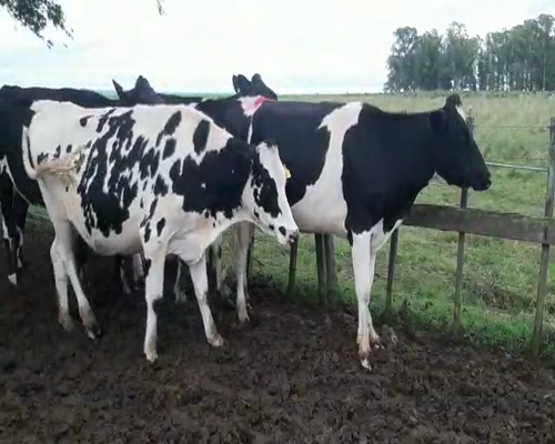 Lote 4 Vaquillonas  HOLANDO a remate en Remate Elite por Pantalla de Ganado Lechero 450kg - , San José