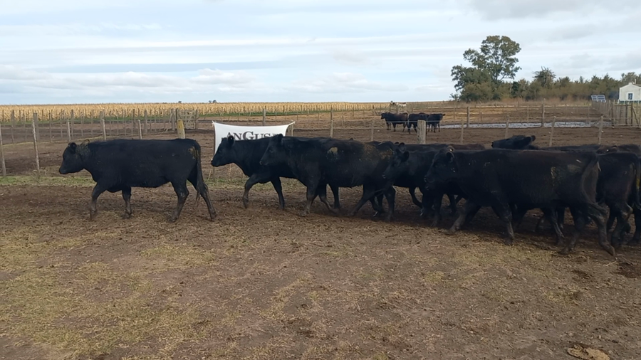 Lote 58 Vaquillonas en Laprida