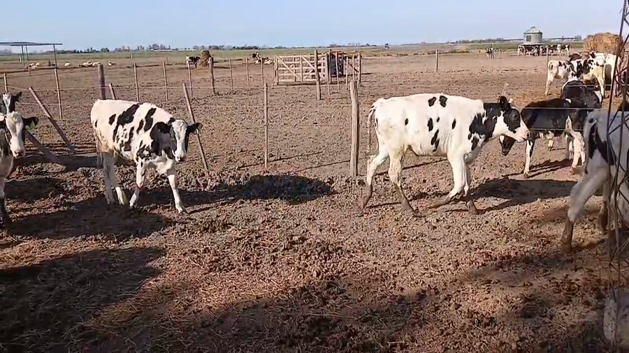 Lote 19 Terneros Holando Argentino en Col. Tacurales, Santa Fe