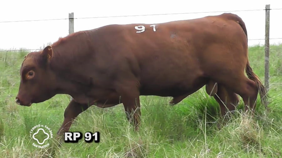 Lote Toro 2 años | S.A.