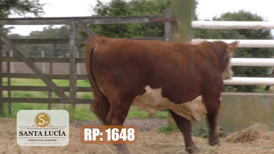 Lote Hereford