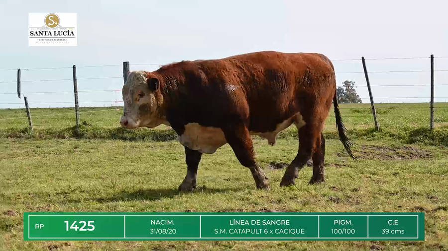 Lote TOROS HEREFORD