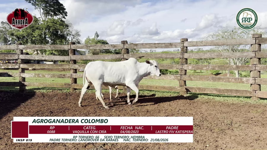 Lote VAQUILLA CON CRÍA