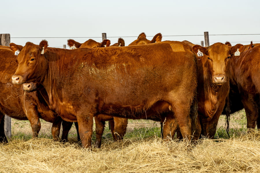 Lote VAQUILLONAS ANGUS PURAS CONTROLADAS