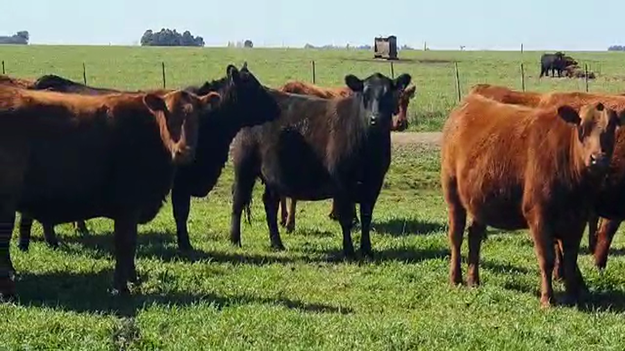 Lote 10 Vaquillonas puras por cruza