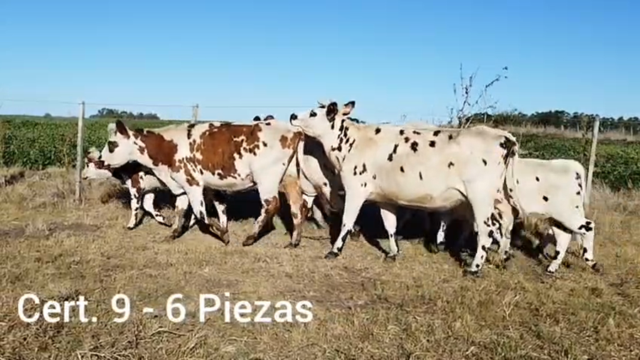 Lote 6 PIEZAS