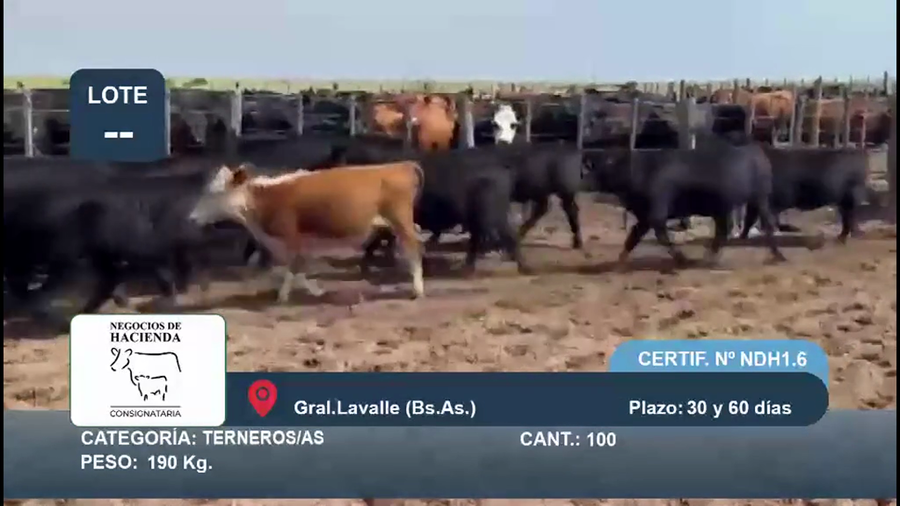 Lote 100 Terneros/as en Buenos Aires, Gral. Lavalle