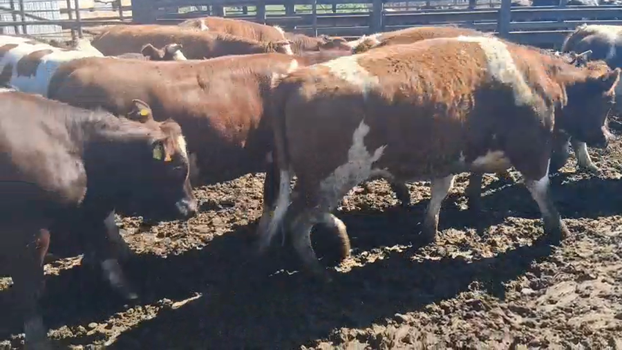 Lote 40 Vaquilla Gorda en Los Ángeles, VIII Región Biobío