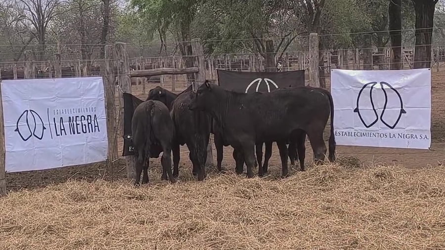 Lote Ternera