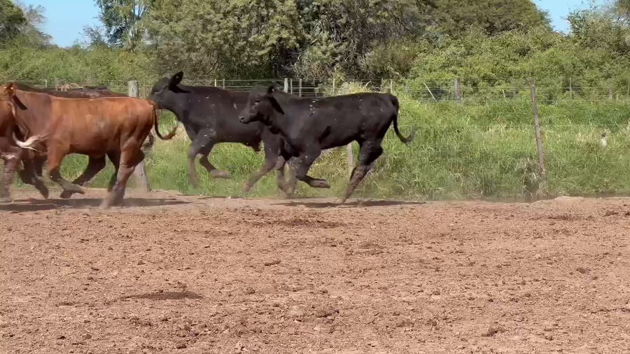 Lote 110 Terneros/as en Chaco, Machagai