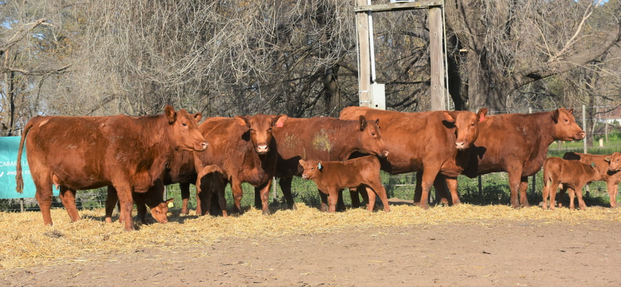 Lote "Cabaña ""La Marianita"" Vacas 1ra paricion primavera PC"