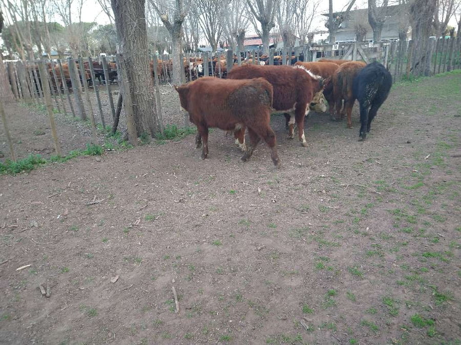 Lote 8 Novillitos en Gral. Lamadrid, Buenos Aires
