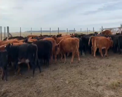 Lote 81 Terneros/as en Laprida, Buenos Aires