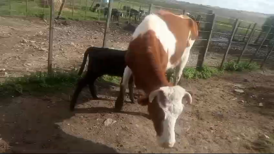 Lote 2 Vacas de Invernada Holando a remate en Pantalla Camy  400kg -  en Ruta 3 Km 139