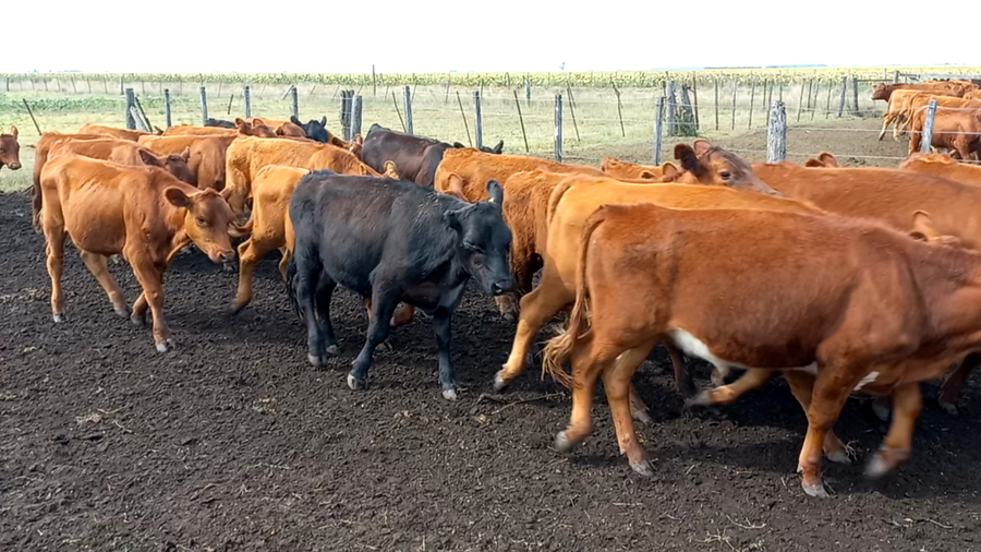 Lote 60 Terneros en arboledas, Buenos Aires