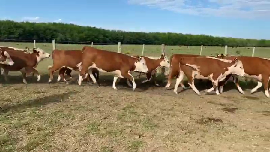 Lote 21 Vaquillonas en Nogoyá, Entre Ríos