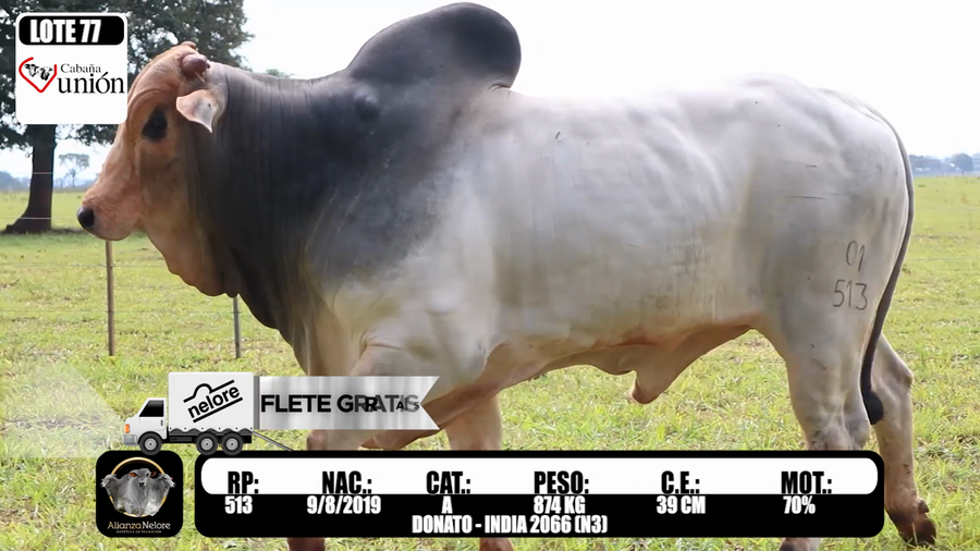 Lote LOTE 77- RP 513