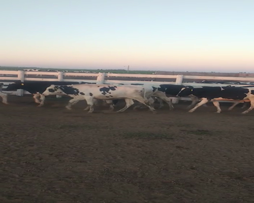 Lote Gerbaudo Francisco y juan