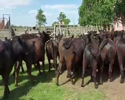 Lote 30 Vaquillonas preñadas en Buenos Aires, 30 de Agosto