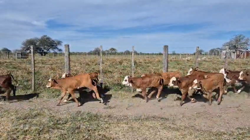 Lote 125 Terneros/as a término en Corrientes, Curuzu Cuatia