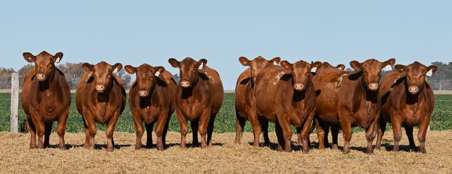 Lote VAQUILLONA ANGUS PC PRIMAVERA