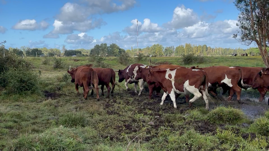 Lote 30 Novillo Engorda en Osorno, X Región Los Lagos