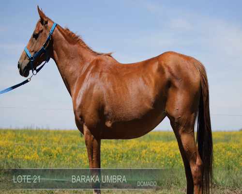 Lote BARAKA UMBRA