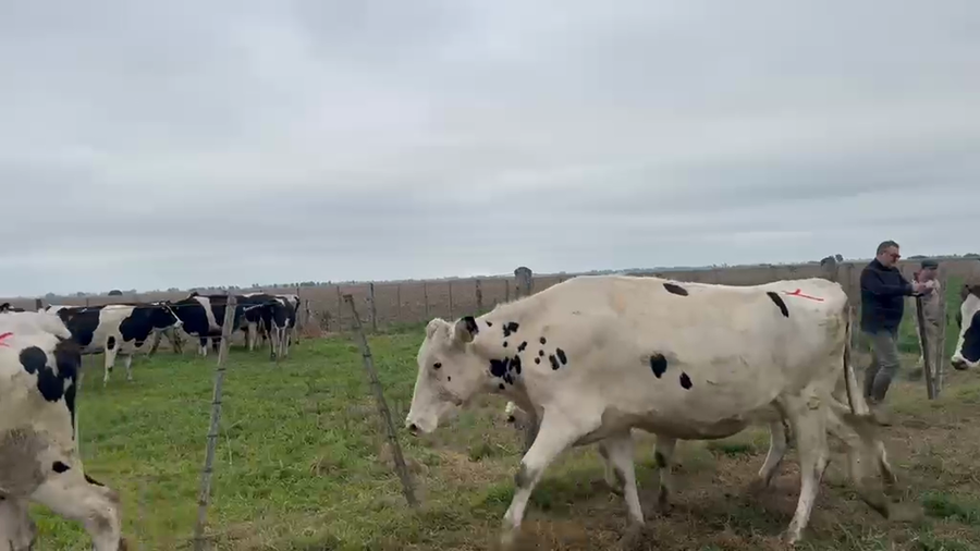 Lote 5 Vaquillonas Holando Argentino preñadas en Morteros, Córdoba