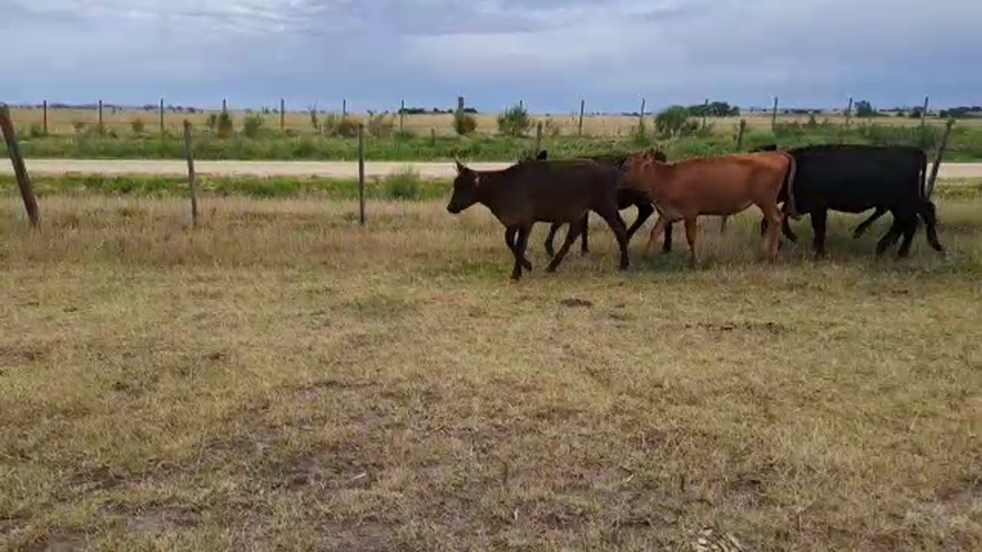 Lote 11 Terneras San José