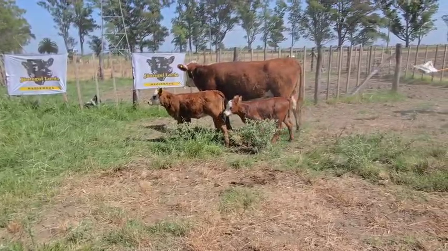 Lote 26 AL CTE NUEVAS