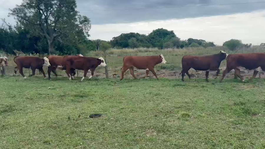 Lote 37 Novillos en Corrientes, Goya
