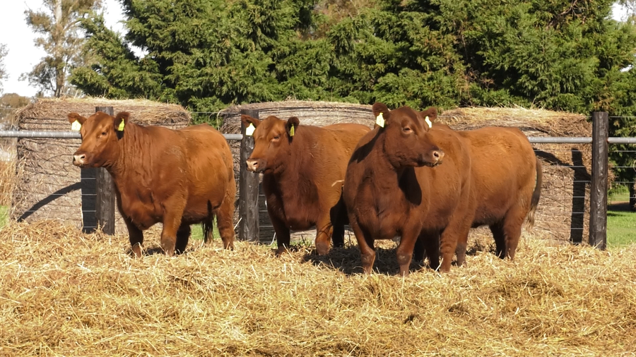 Lote VACAS SEGUNDA PARICION ANGUS PURO CONTROLADAS PREÑADAS