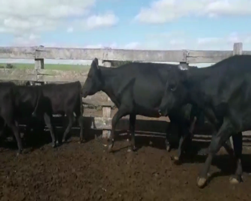 Lote Piezas de Cría