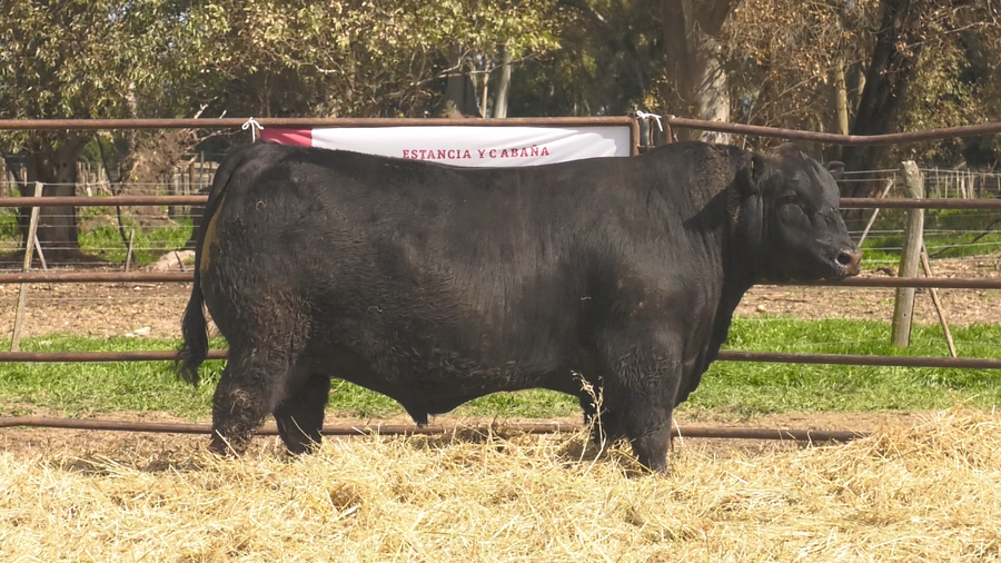 Lote TOROS ANGUS  PP