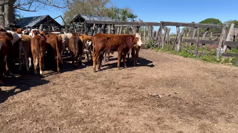 Lote 67 Terneros/as en Bella Vista, Corrientes