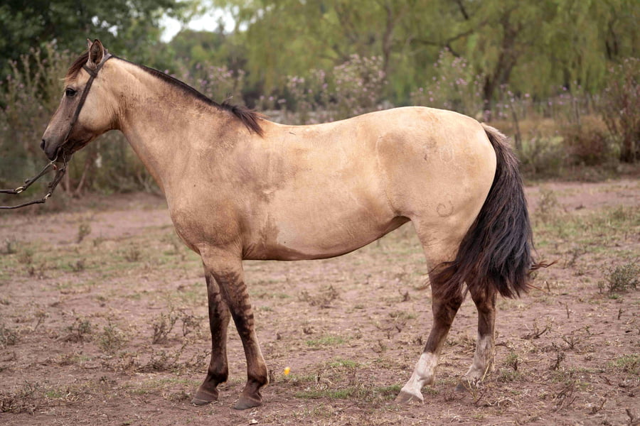 Lote NAMUNCURA HUMAREDA