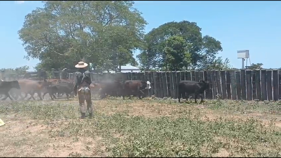 Lote 105 Terneros en Corrientes, San Luis del Palmar