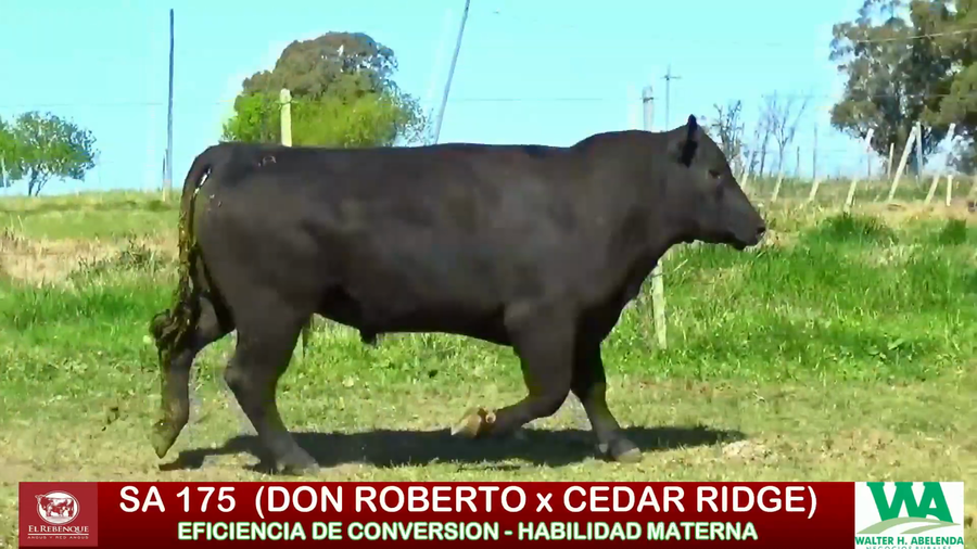Lote Toros a remate en ANGUS EL REBENQUE, Florida