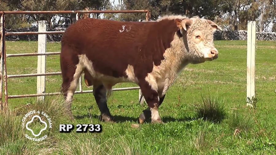 Lote Toro Hereford PO de 3 años