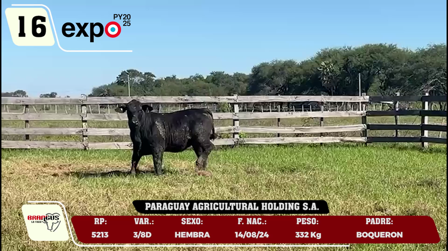 Lote LOTE 16