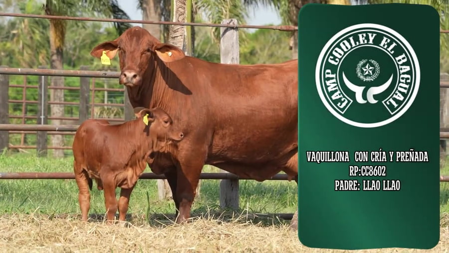 Lote Vaquillona con cría