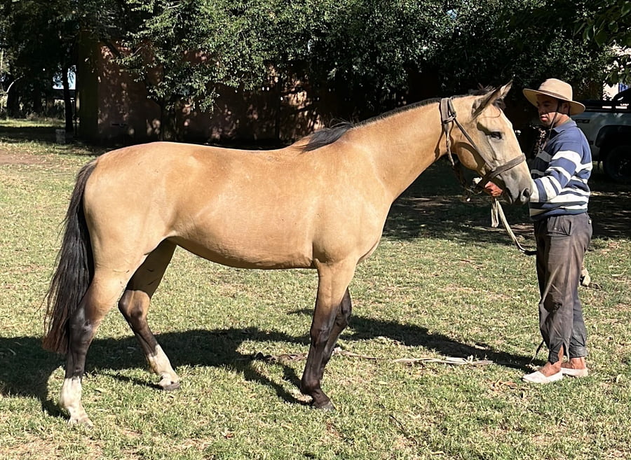 Lote ALTANERO QUITILIN.  RP 538