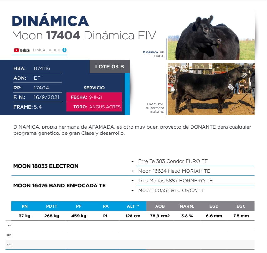 Lote Eleccion de una Vaquillona PP