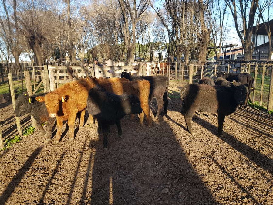 Lote 10 Terneros en Gral. Lamadrid, Buenos Aires
